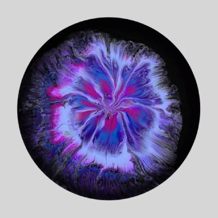 A purple and blue flower with some black background