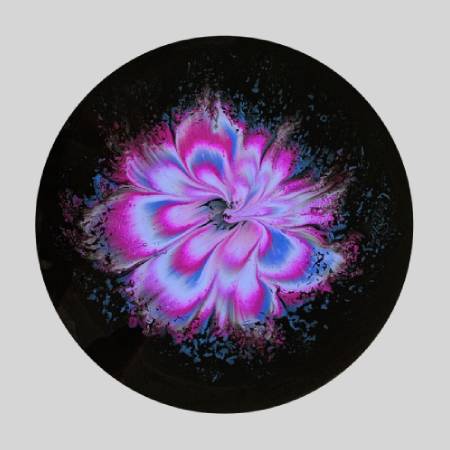 A purple flower with blue and pink petals.